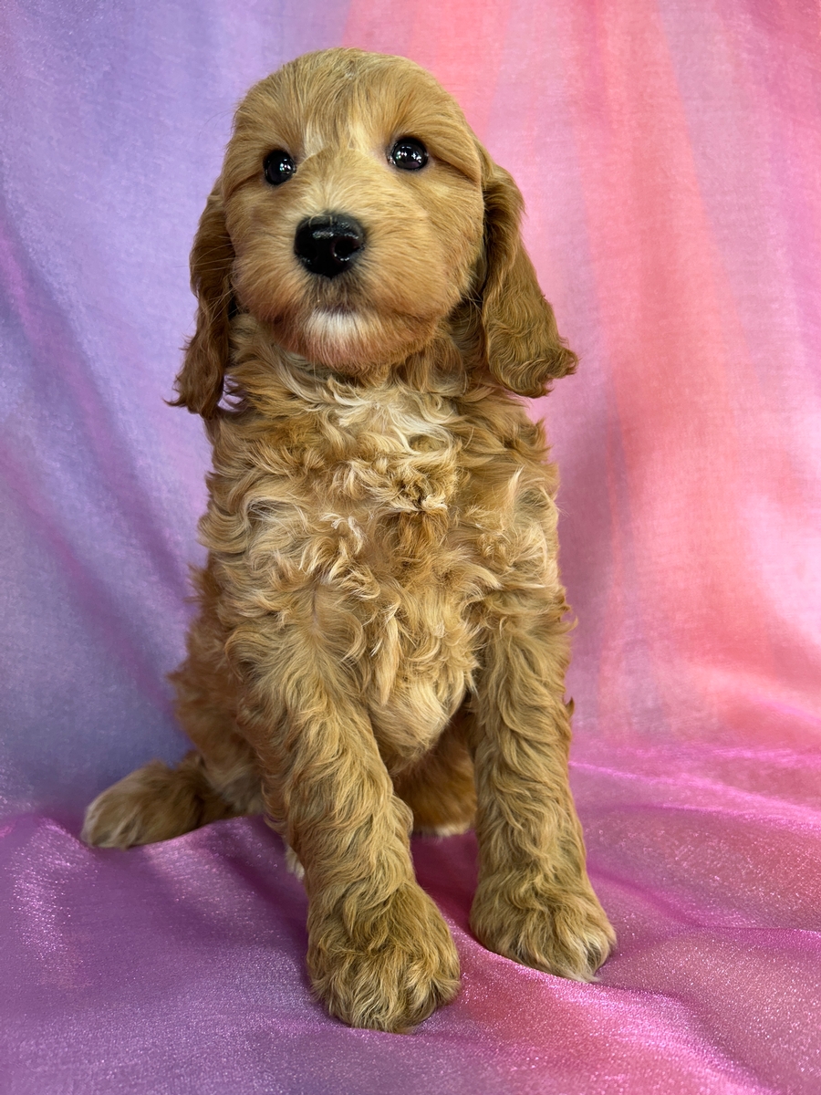 Male Schnoodle Puppy for Sale DOB 9-5-2026 $950